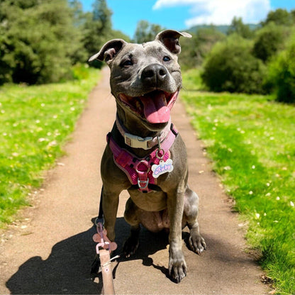 Personalised Resin Pet Tag – Custom Dog & Cat Name Tag
